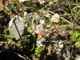 Myosotis micrantha