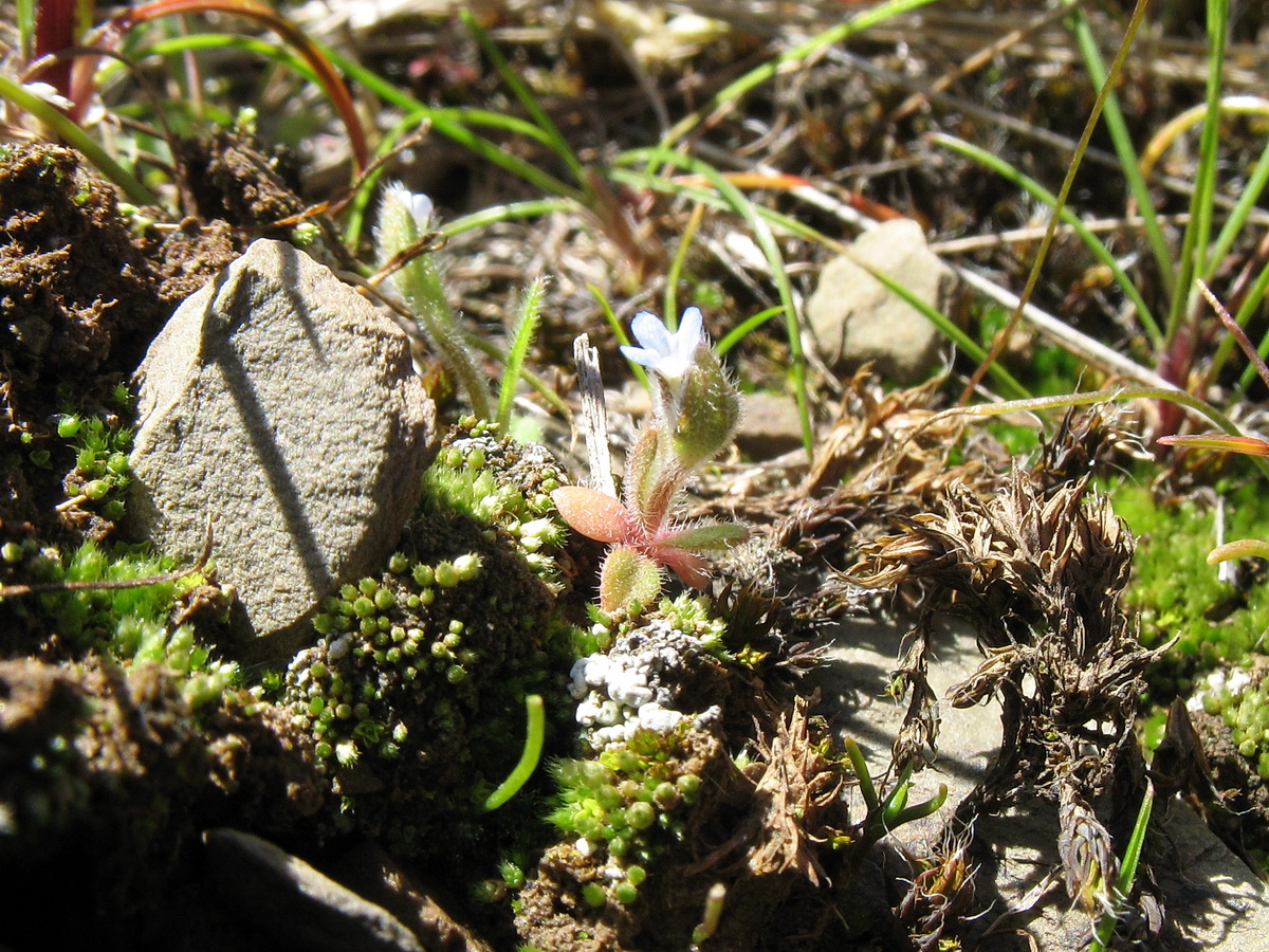 Изображение особи Myosotis micrantha.