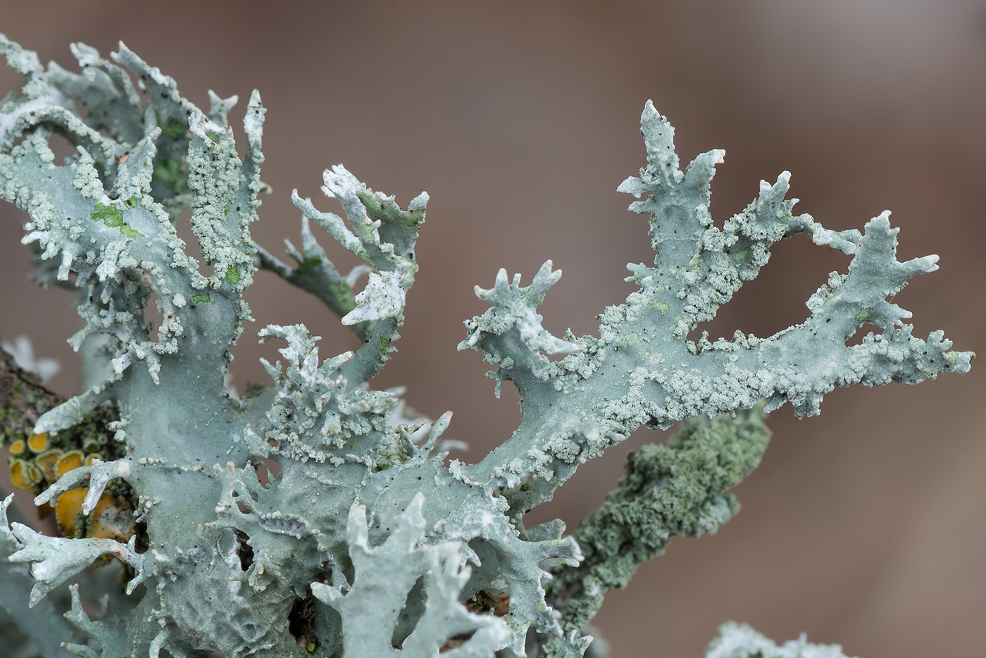 Изображение особи Evernia prunastri.