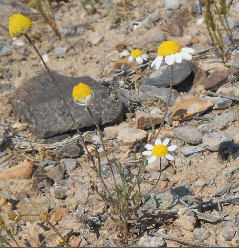 Изображение особи семейство Asteraceae.