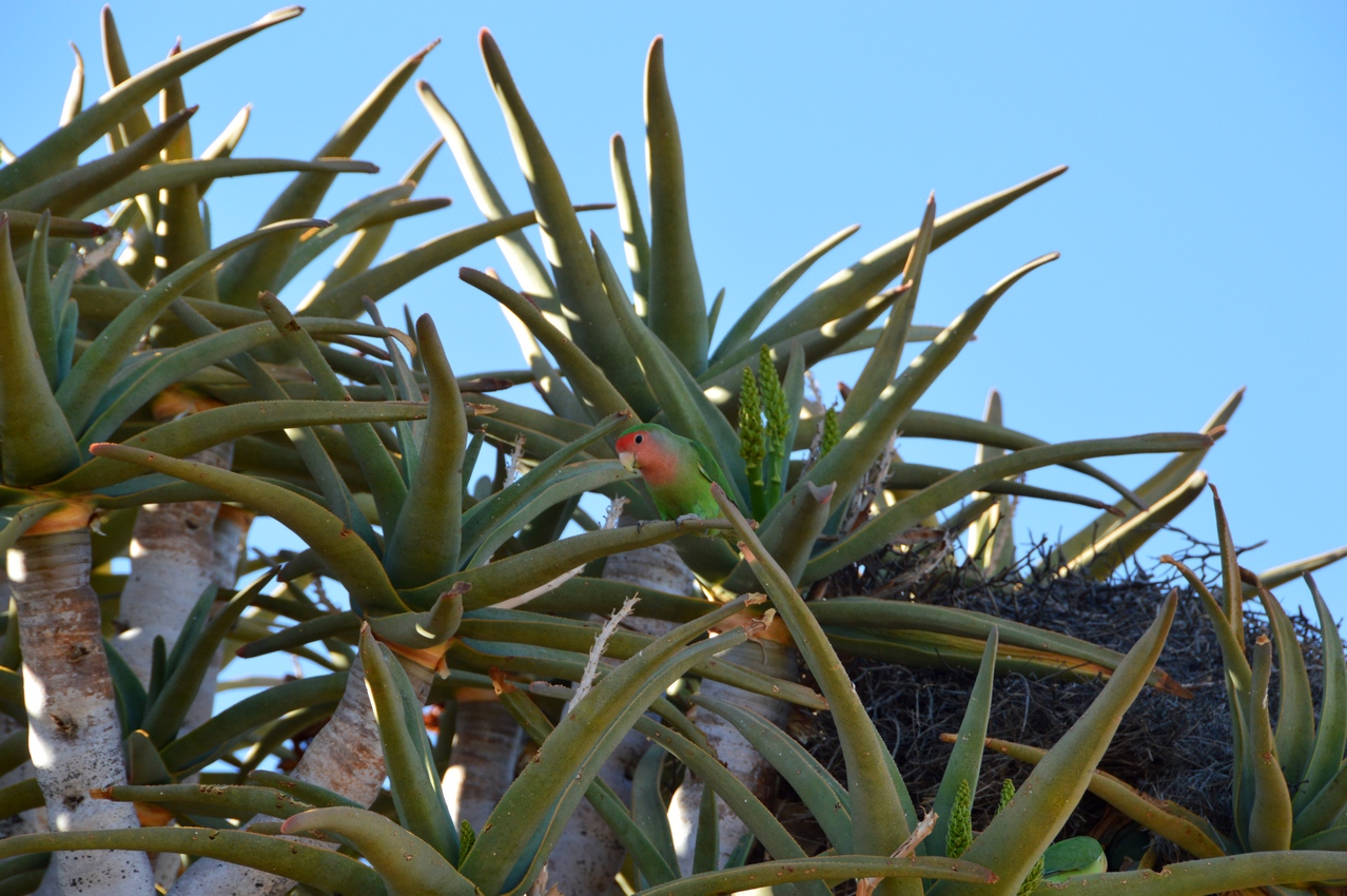 Image of Aloidendron dichotomum specimen.