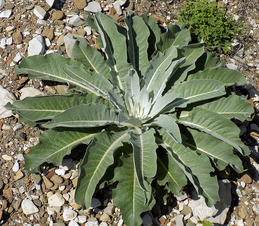 Image of Verbascum gnaphalodes specimen.