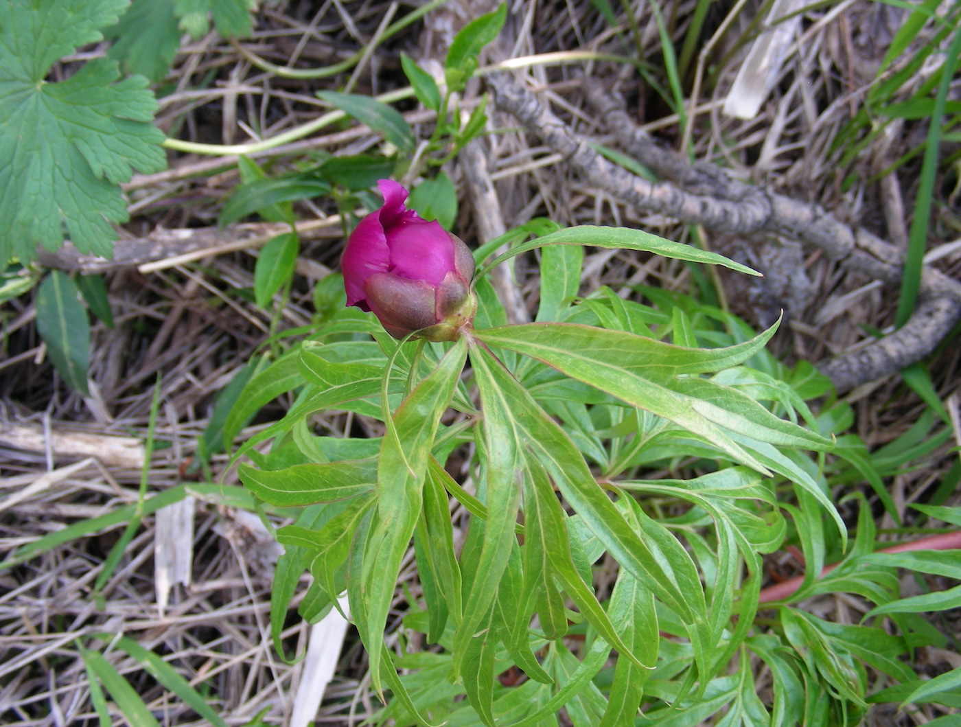 Image of Paeonia intermedia specimen.