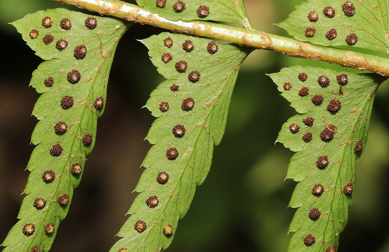 Image of Polystichum subtripteron specimen.