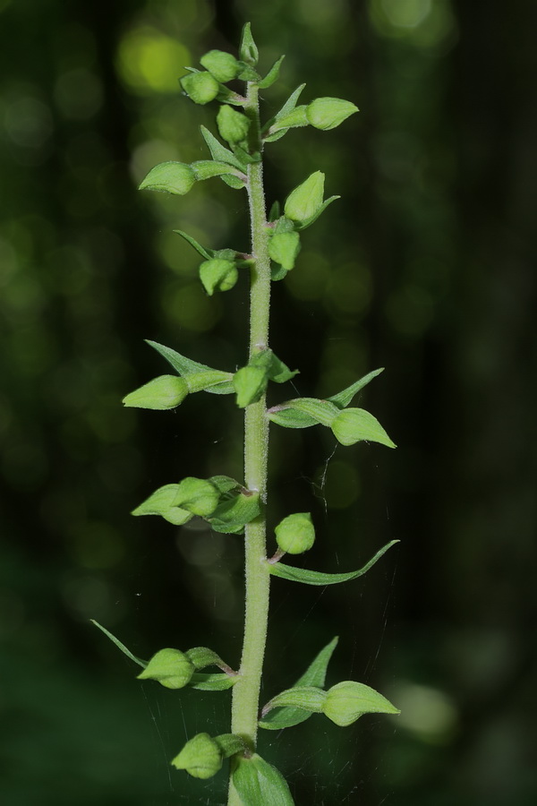 Изображение особи Epipactis helleborine.