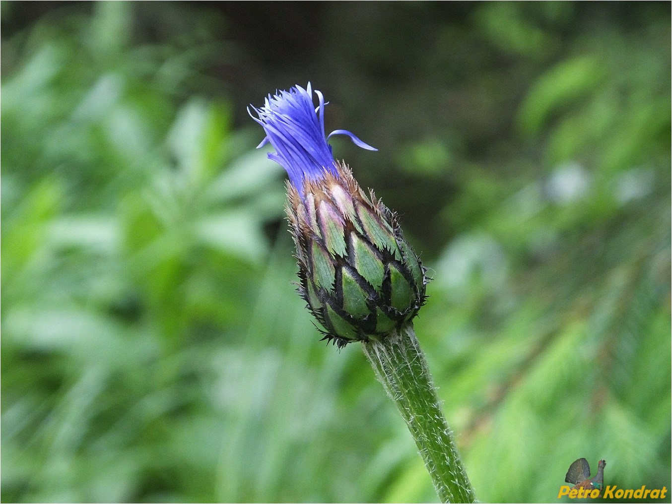 Image of Centaurea marmarosiensis specimen.