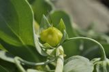 Mertensia maritima. Часть веточки с плодом. Приморский край, Шкотовский р-н, окр. пос. Подъяпольск, каменистый берег моря. 08.07.2019.