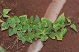Boerhavia erecta