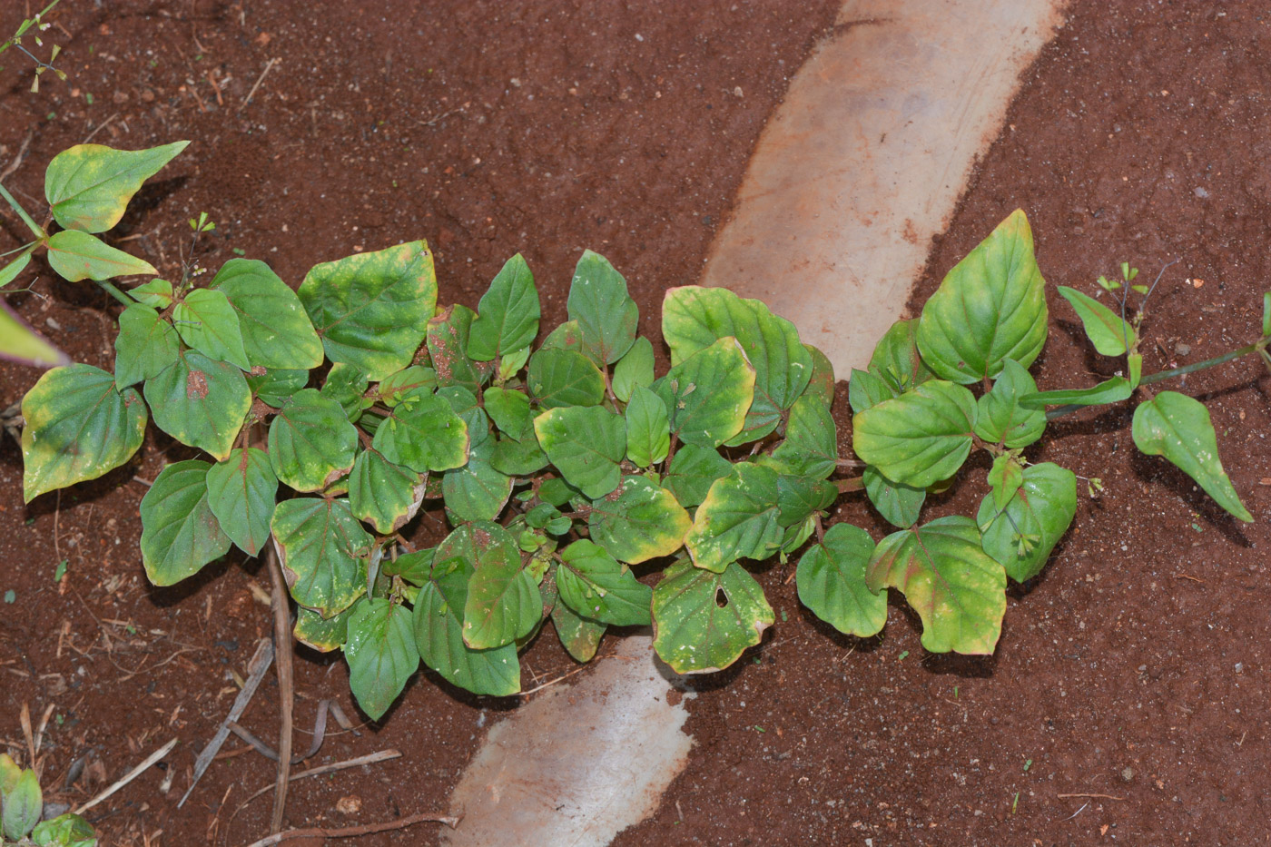 Image of Boerhavia erecta specimen.