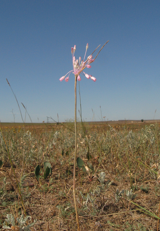 Image of Allium praescissum specimen.