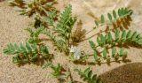 Astragalus tribuloides. Цветущее растение. Израиль, нагорье Негев, кратер Рамон. 14.03.2010.