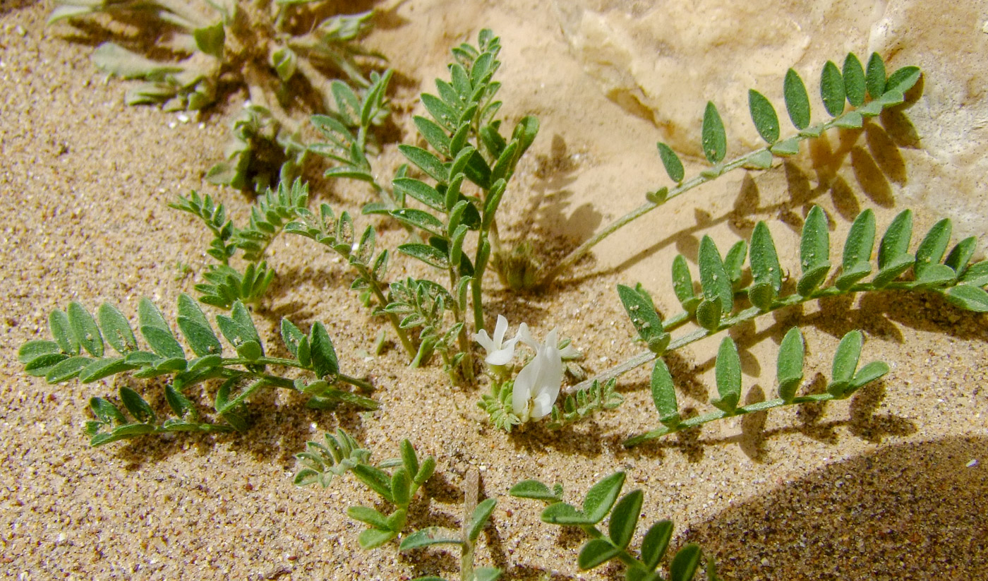 Image of Astragalus tribuloides specimen.