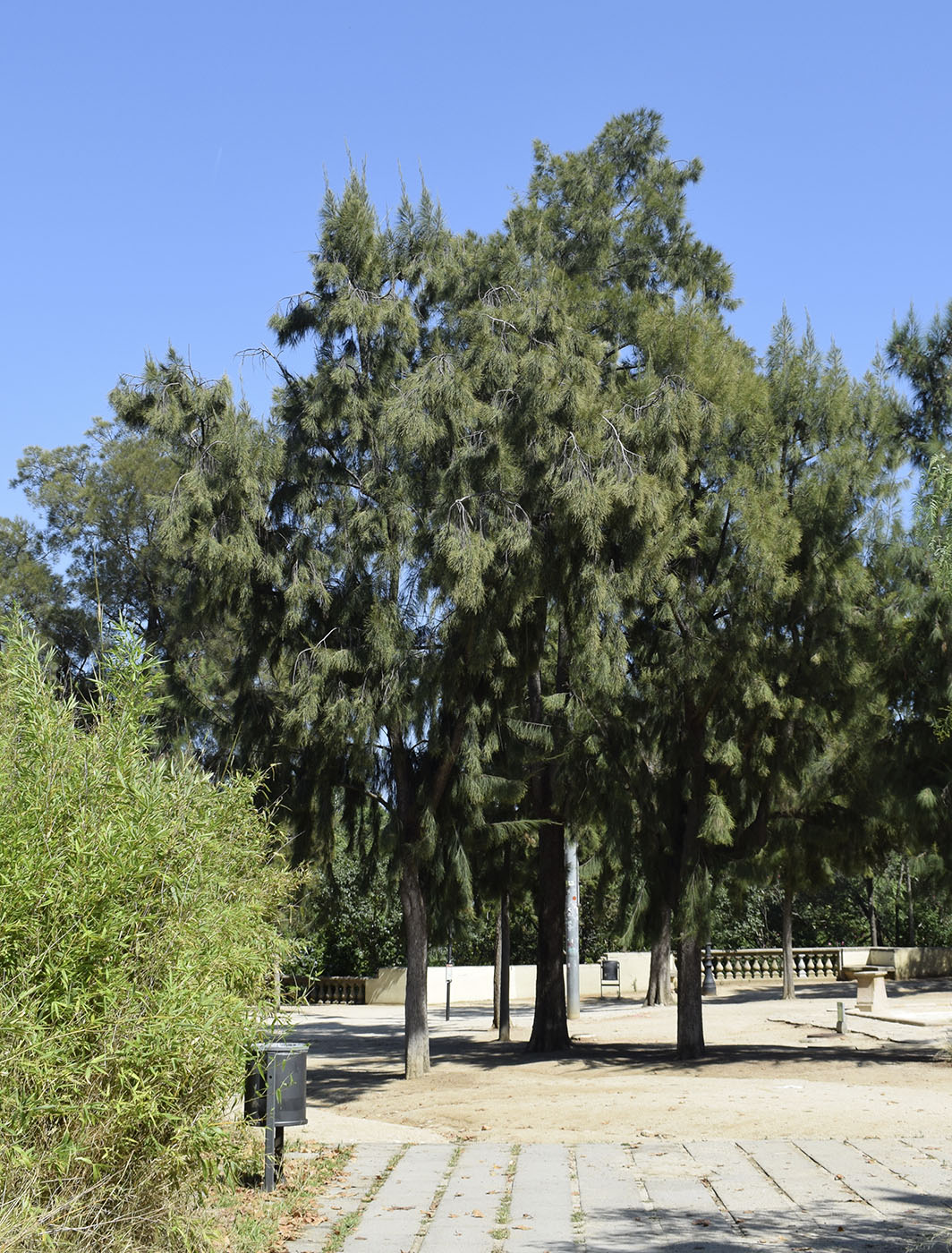 Image of Casuarina equisetifolia specimen.