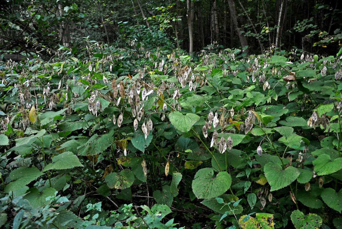 Изображение особи Lunaria rediviva.