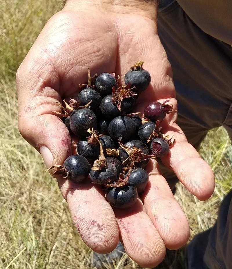 Image of Rosa spinosissima specimen.