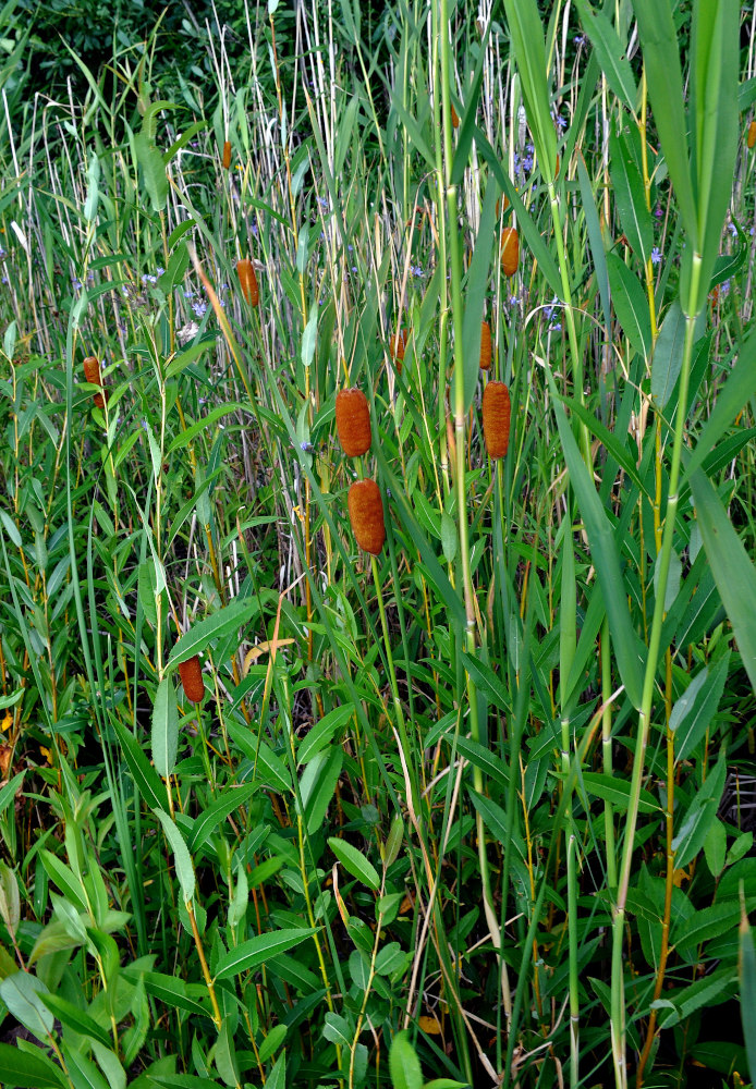 Image of Typha laxmannii specimen.