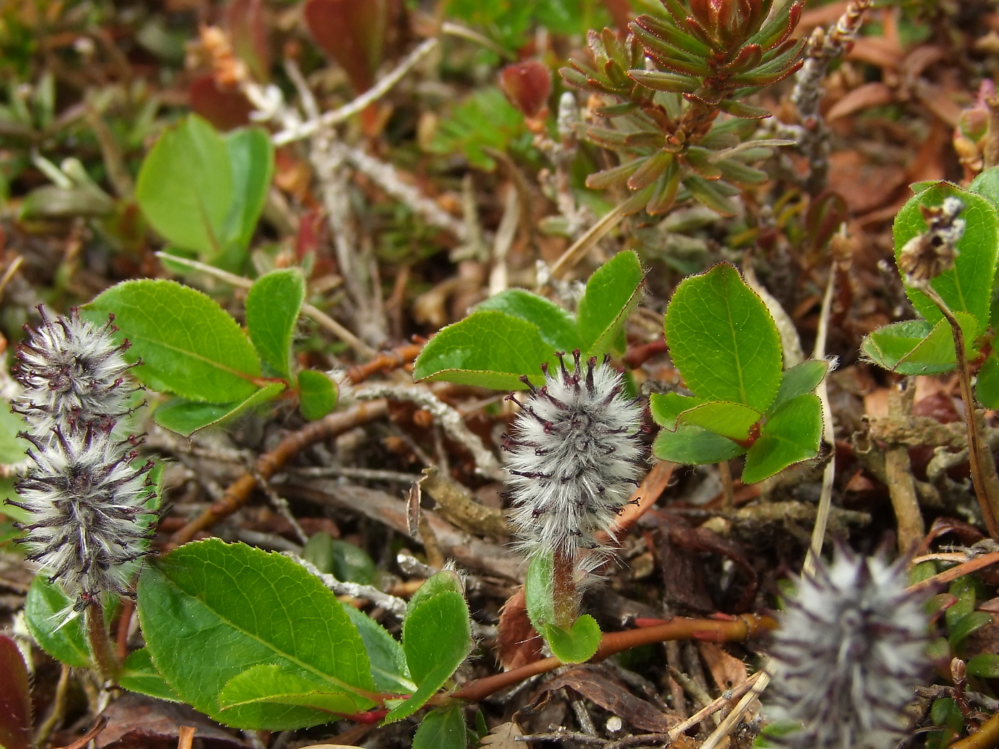 Изображение особи Salix chamissonis.