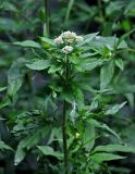 Eupatorium cannabinum. Верхушка побега с соцветием в бутонах. Сербия, национальный парк Тара, плоскогорье Равна Тара, опушка смешанного леса. 08.07.2019.