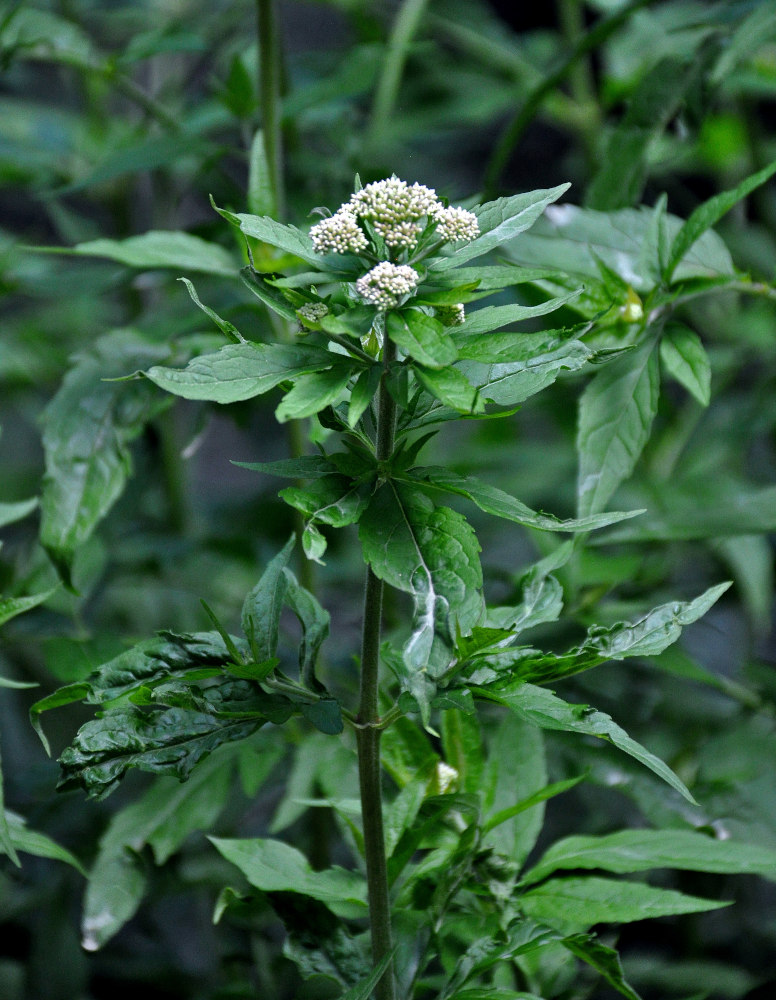 Image of Eupatorium cannabinum specimen.