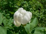 Paeonia lactiflora