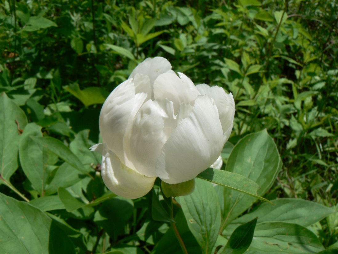 Image of Paeonia lactiflora specimen.