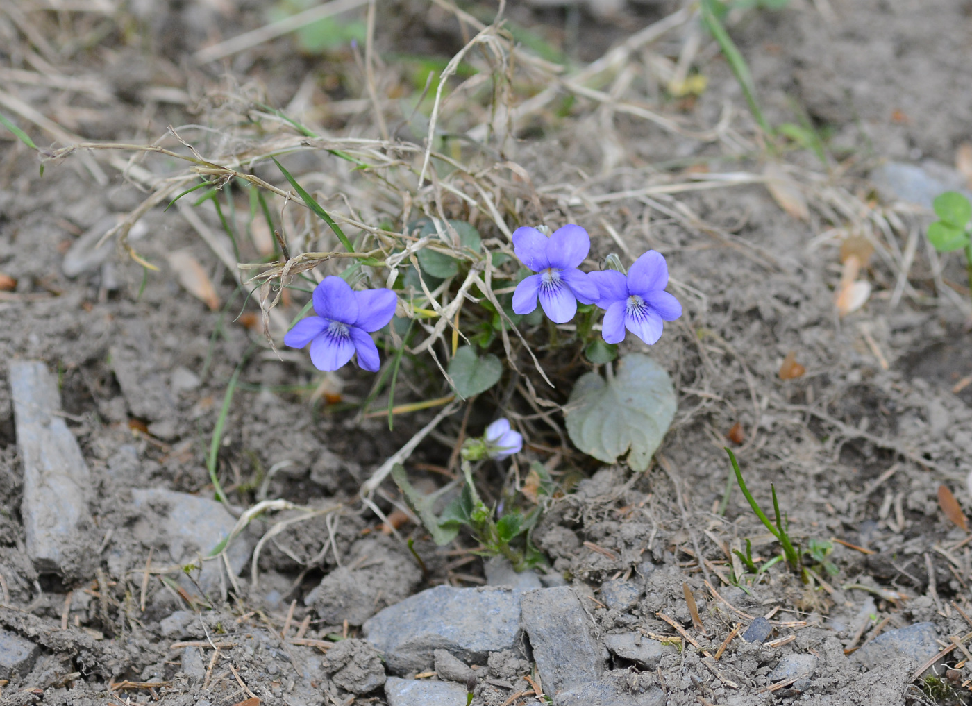 Изображение особи Viola riviniana.