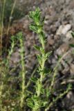 Amaranthus albus. Ветвь. Крым, Севастополь, окр. ст. Инкерман-2. 7 августа 2010 г.