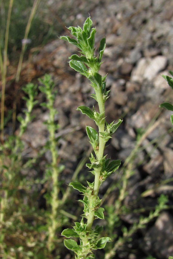 Image of Amaranthus albus specimen.