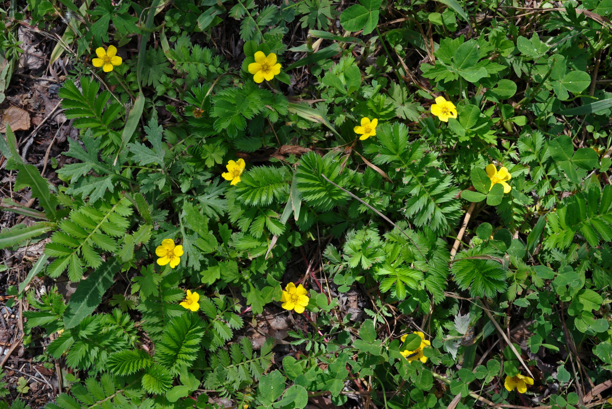 Изображение особи Potentilla anserina.