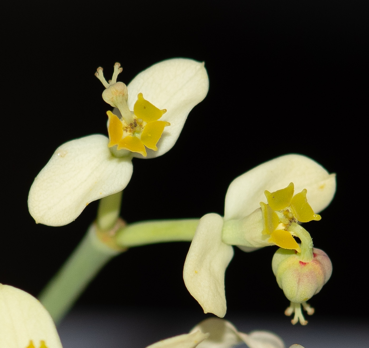 Изображение особи Euphorbia regis-jubae.