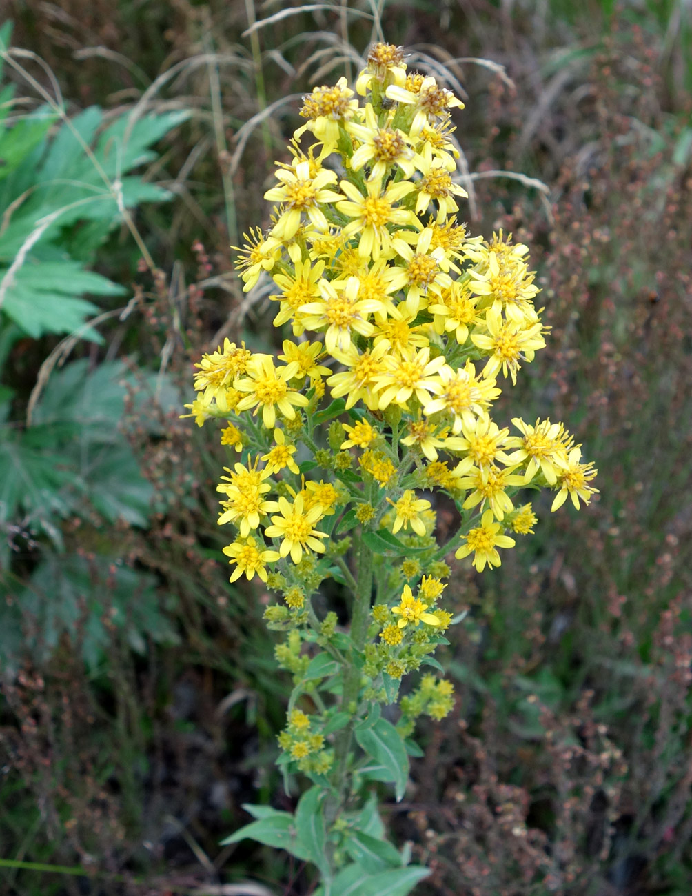 Image of Solidago virgaurea ssp. dahurica specimen.