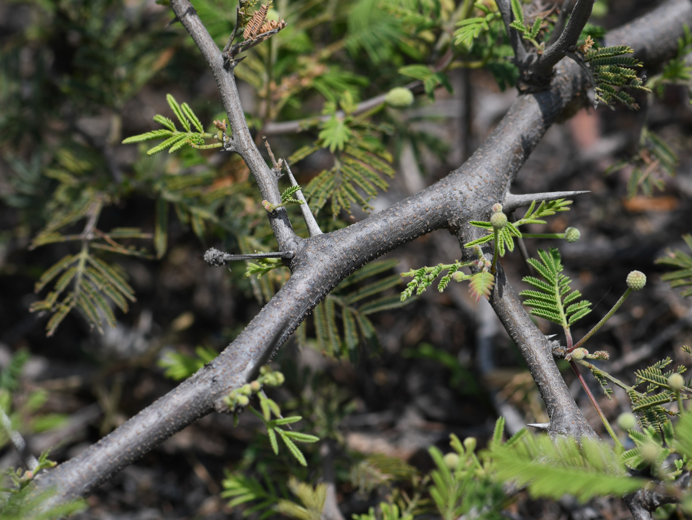 Image of Vachellia aroma var. huarango specimen.