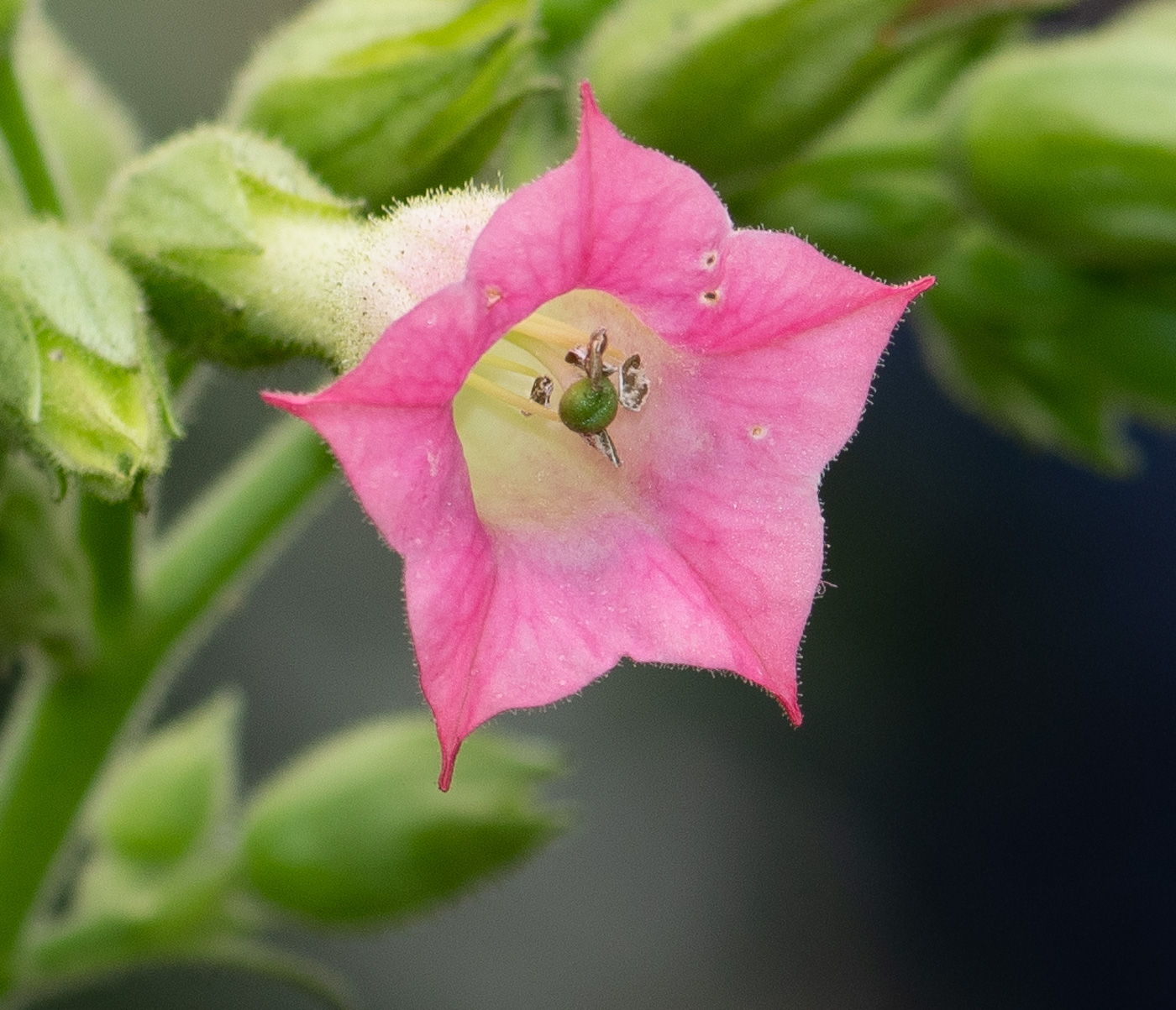 Изображение особи Nicotiana tabacum.