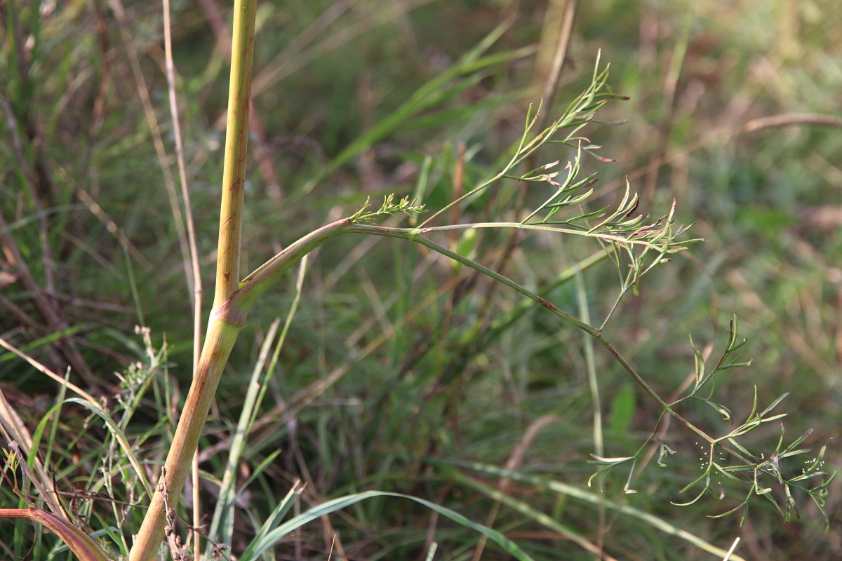 Image of Taeniopetalum arenarium specimen.