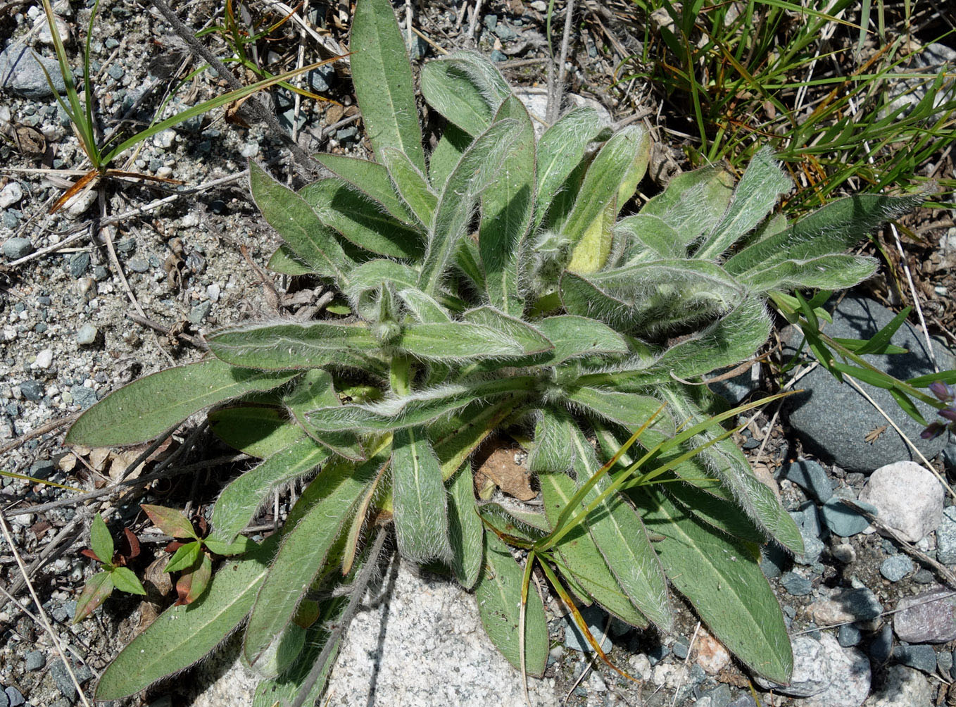 Image of Pilosella procera specimen.