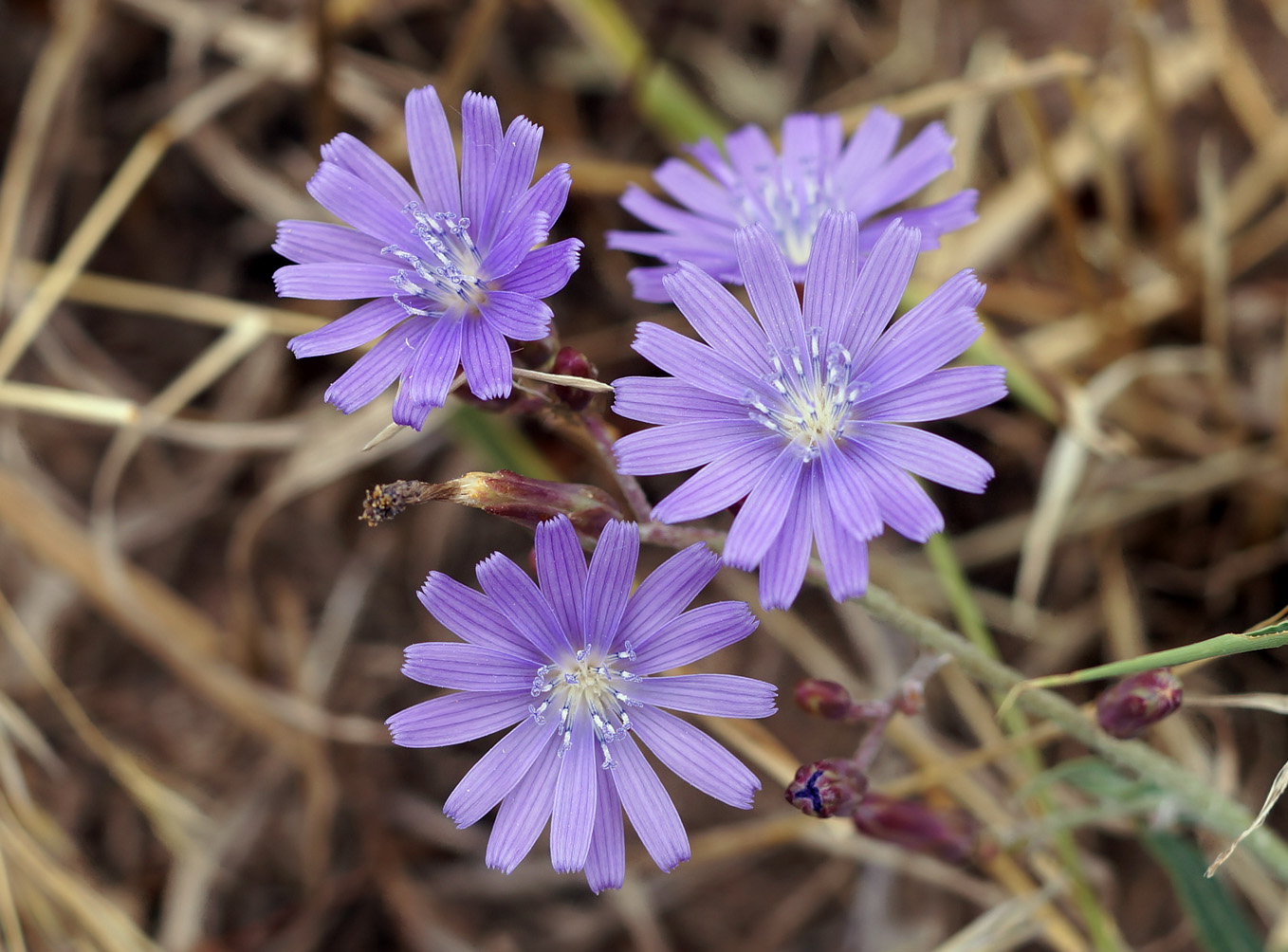 Image of Lactuca tatarica specimen.