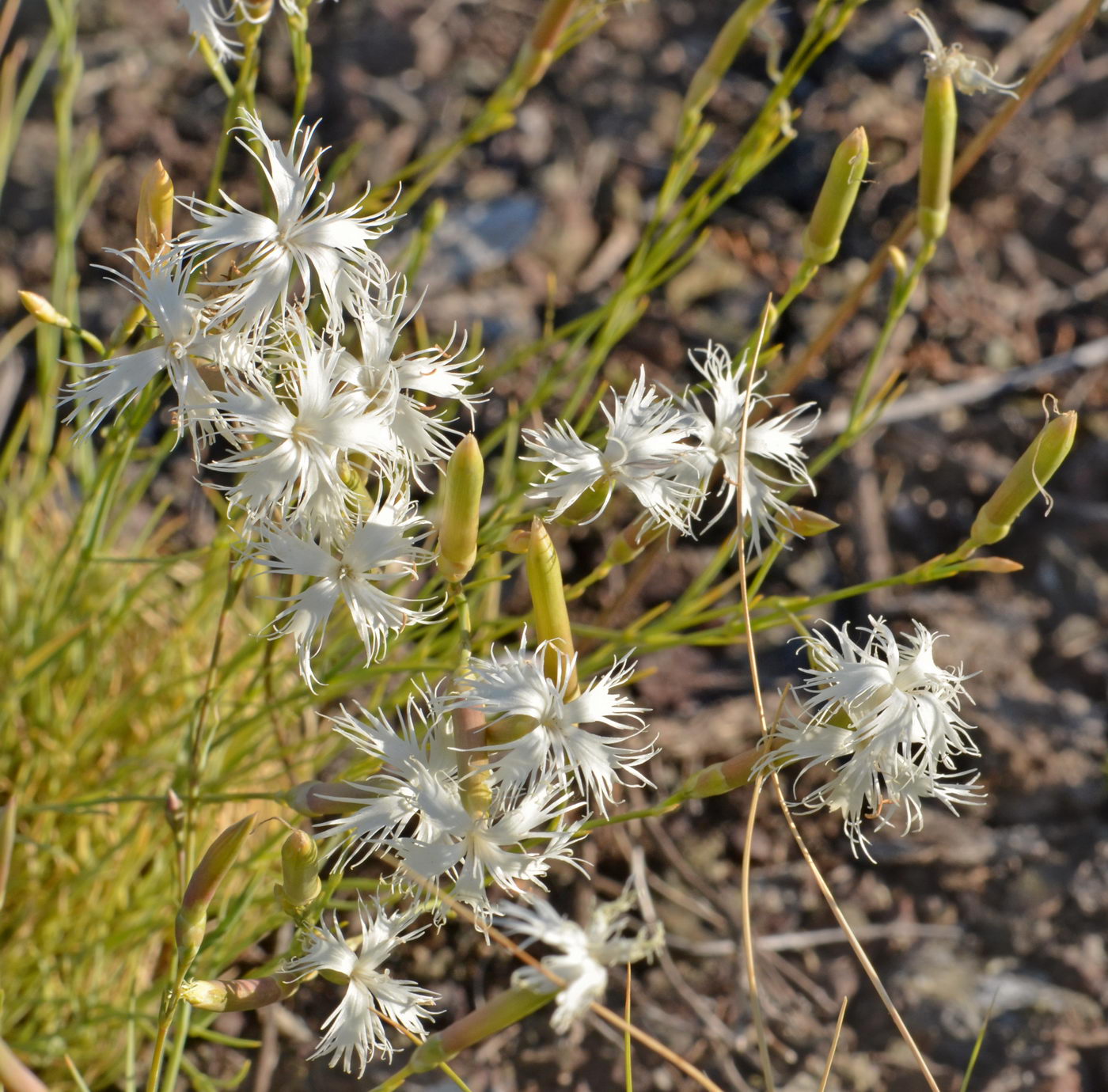 Изображение особи Dianthus klokovii.