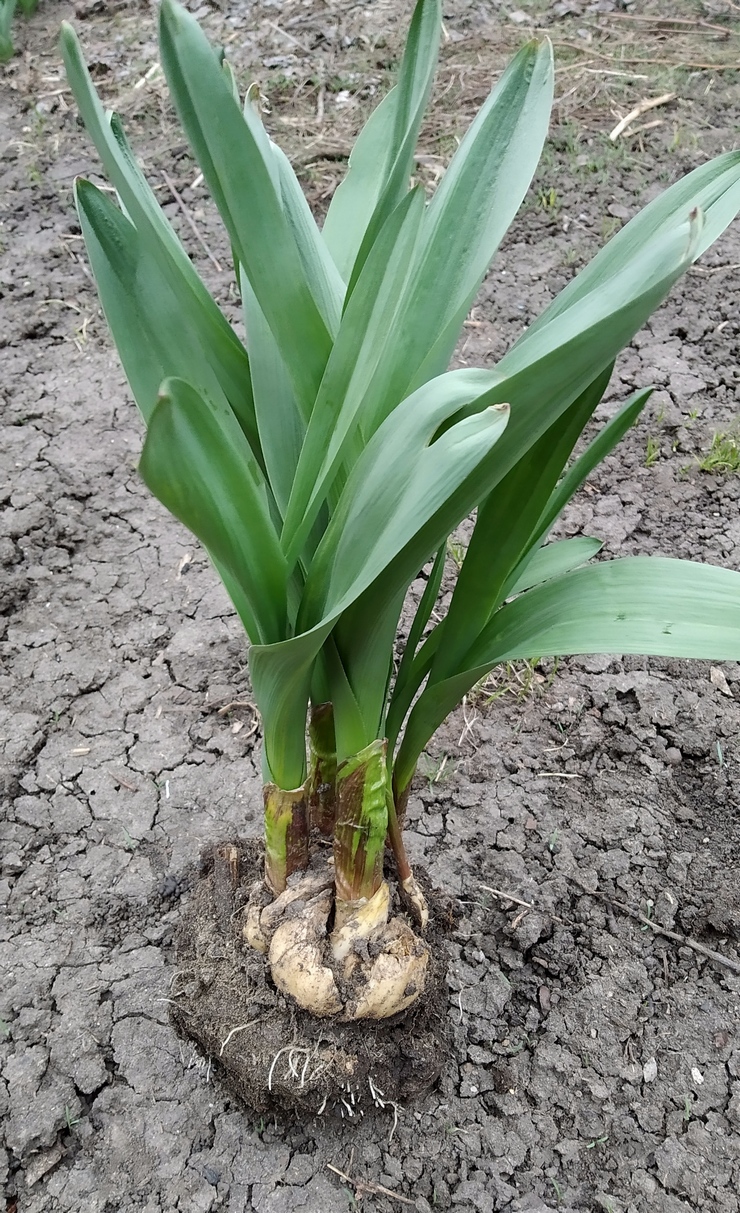 Image of genus Allium specimen.