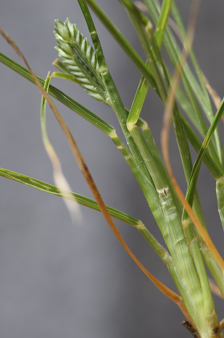 Image of Eleusine tristachya specimen.