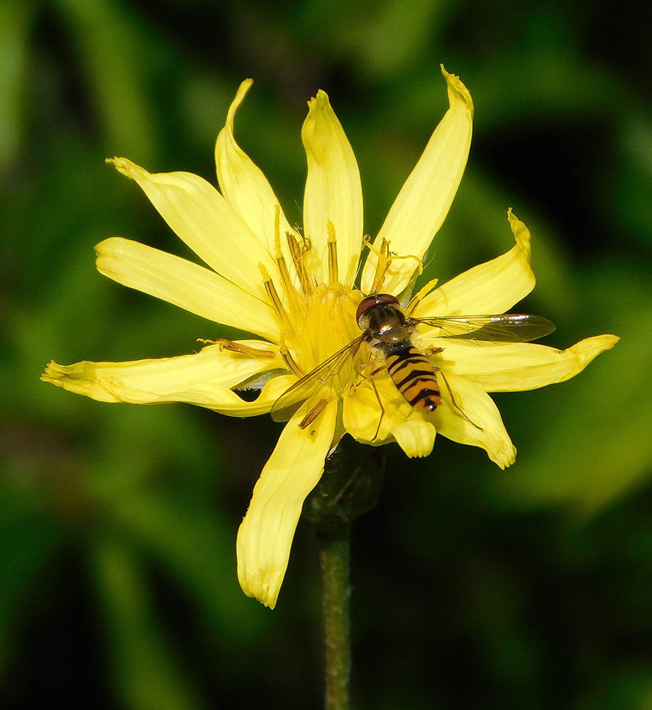 Image of Scorzonera stricta specimen.