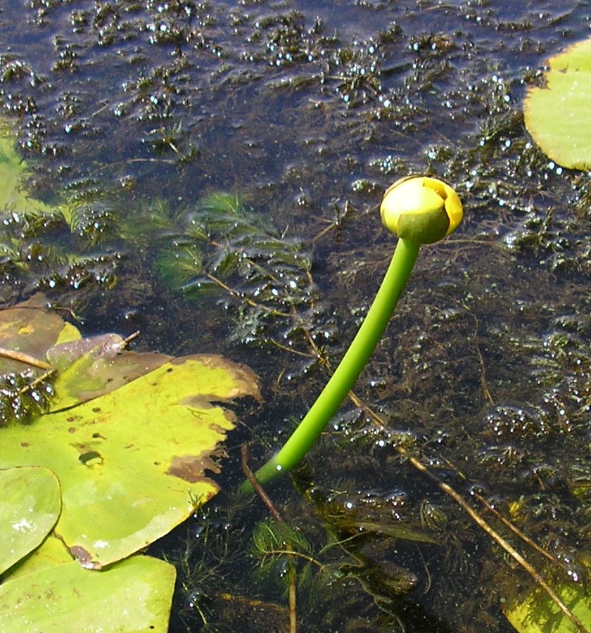 Изображение особи Nuphar lutea.