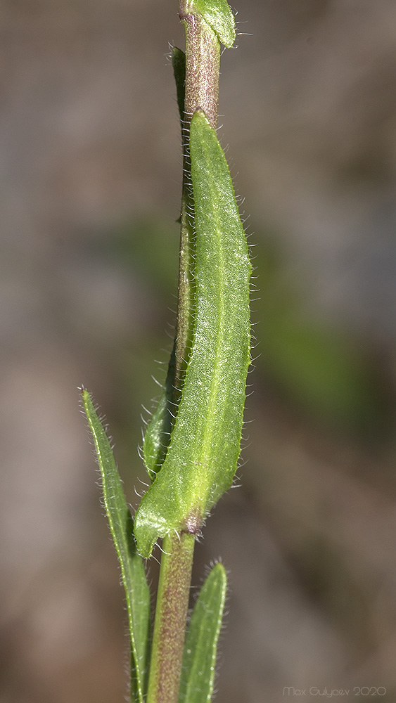 Image of Arabis sagittata specimen.