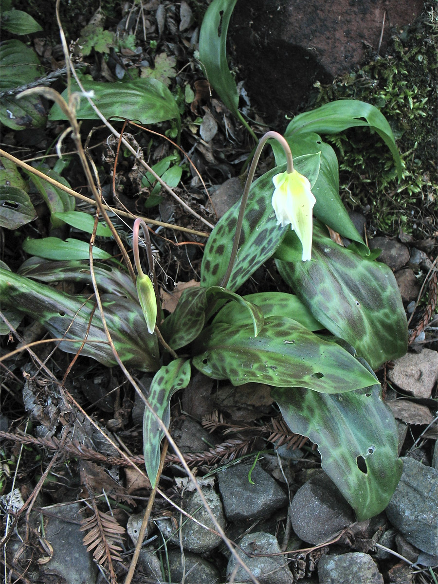 Image of Erythronium oregonum specimen.