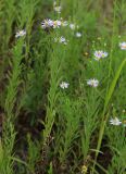 Kalimeris integrifolia