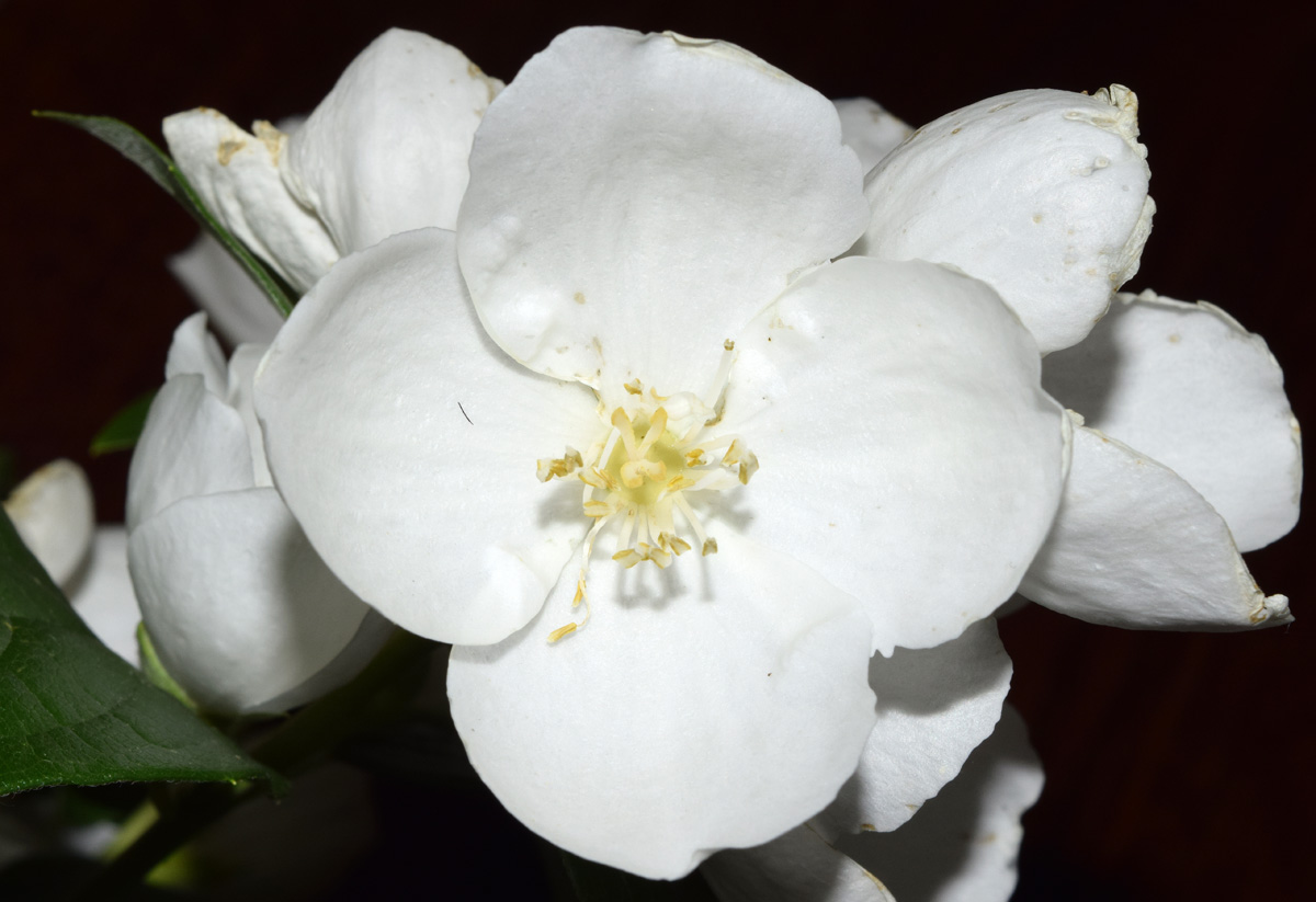 Image of Philadelphus inodorus specimen.