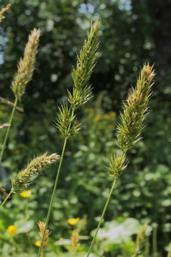 Image of Anthoxanthum odoratum specimen.