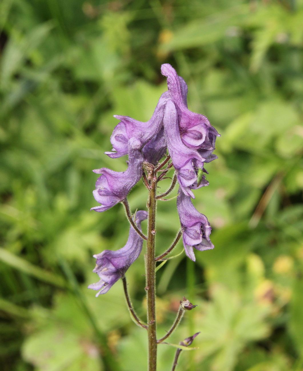 Изображение особи Aconitum septentrionale.