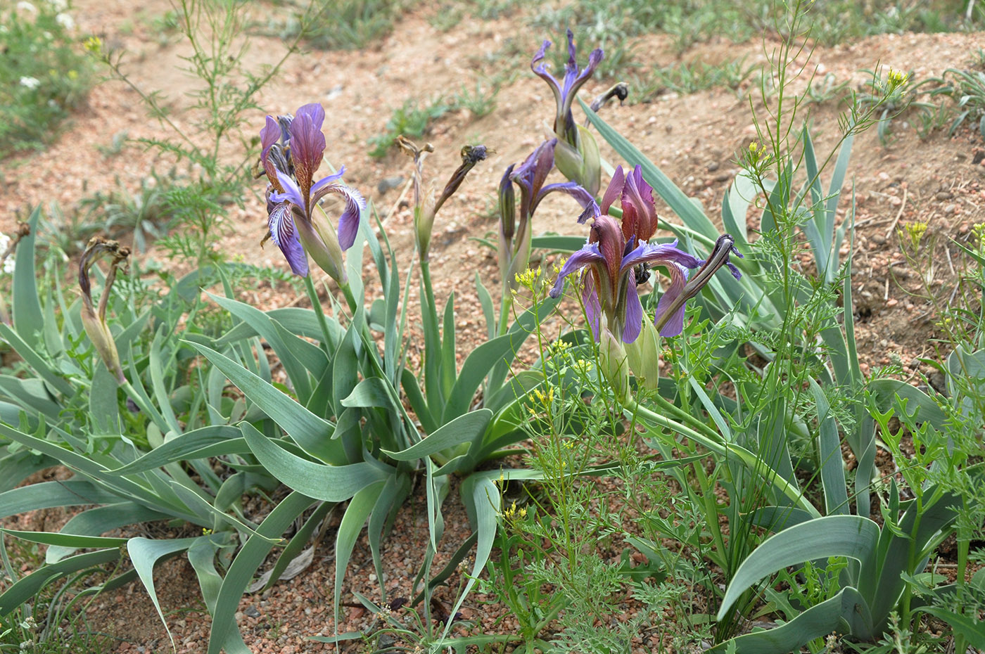 Image of Iris glaucescens specimen.