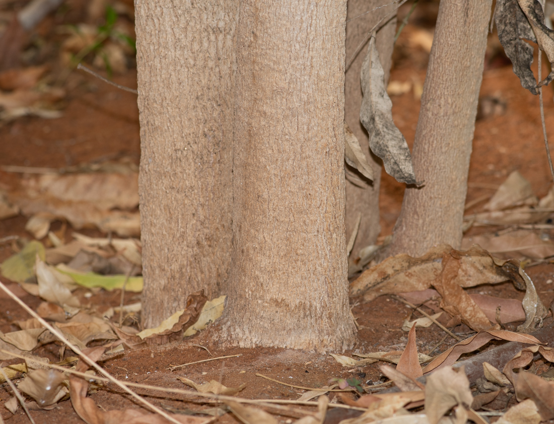 Image of Sapindus saponaria specimen.