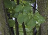 Amelanchier variety semi-integrifolia